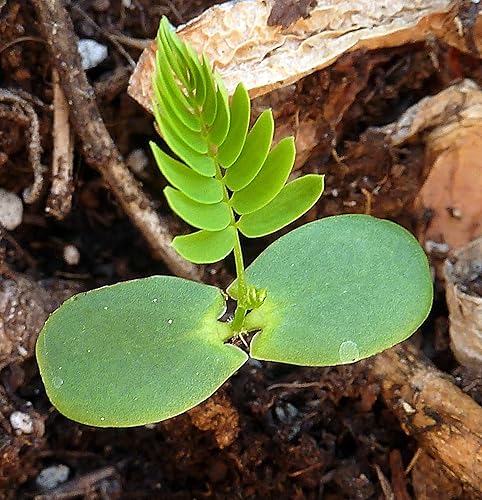 Miniatura 3 de HOT - Árbol de Seda Persa - 25 Semillas - Albizia Julibrissin
