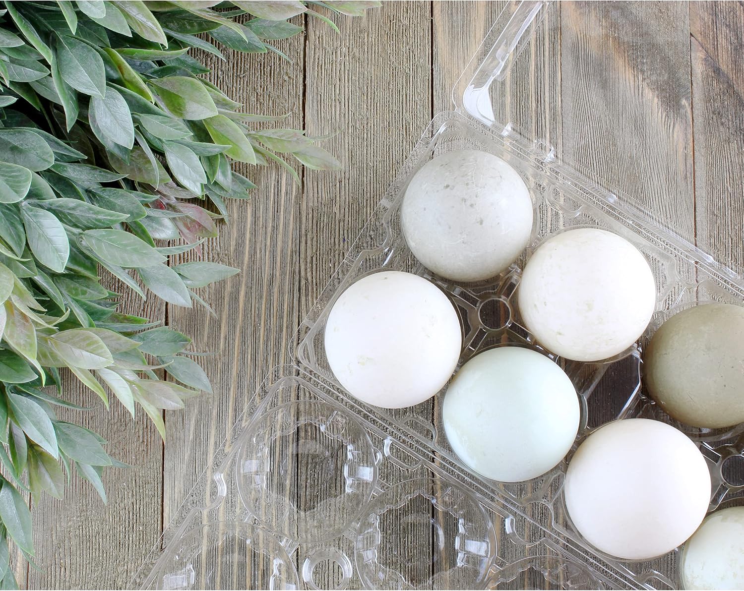 Cornucopia Duck Egg Cartons (8-Pack); Plastic Jumbo Egg Containers for Duck and Turkey Egg Storage