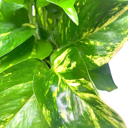 Miniatura 8 de BubbleBlooms Pothos dorados, Pothos abigarrados de 6 pulgadas, Epipremnum aureum, Hiedra del Diablo