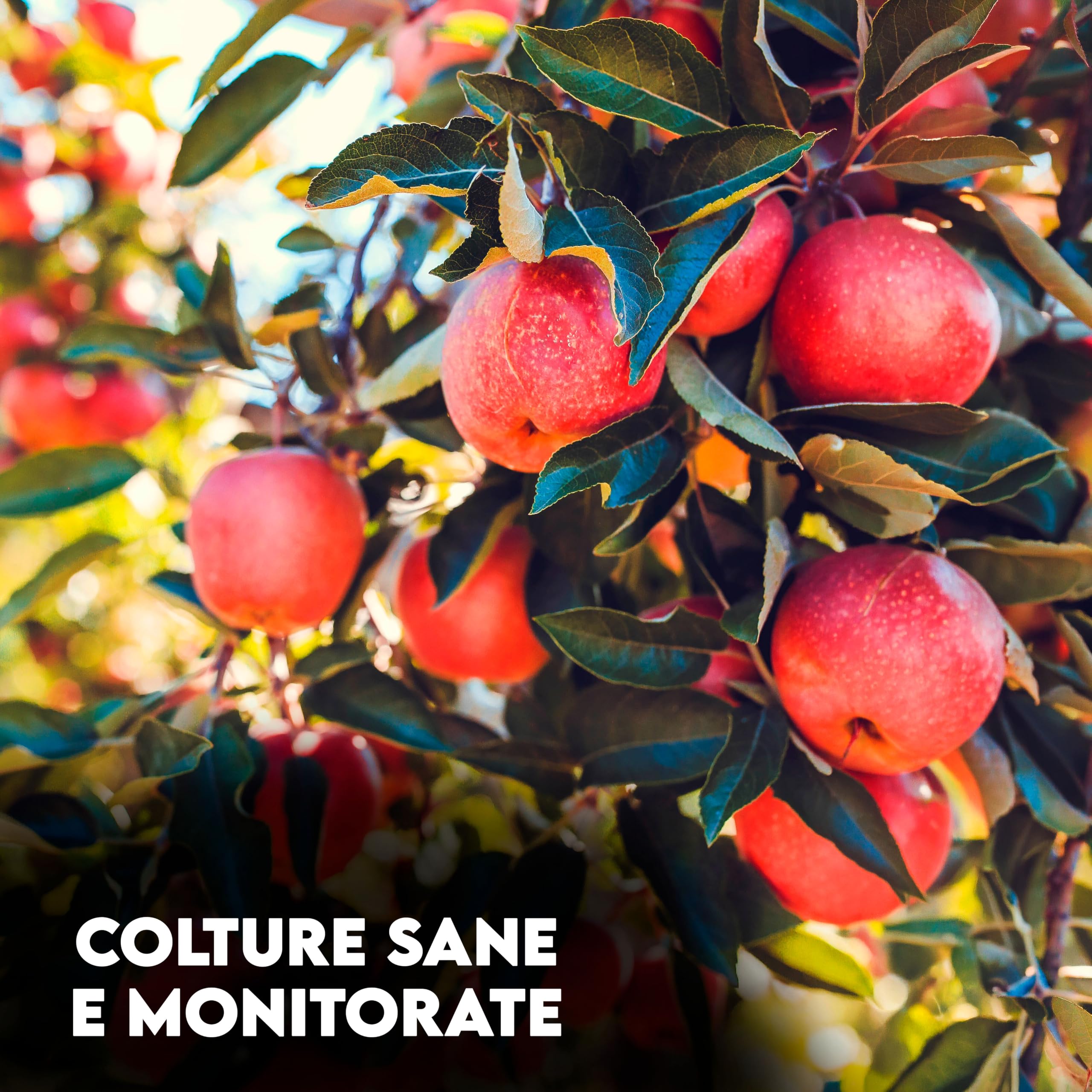 Trappola per Cimici Asiatiche con Feromone Attrattivo Maschile e Femminile, Kit a Effetto Duraturo, Facile da Assemblare e Testato (Trappola e Feromoni)