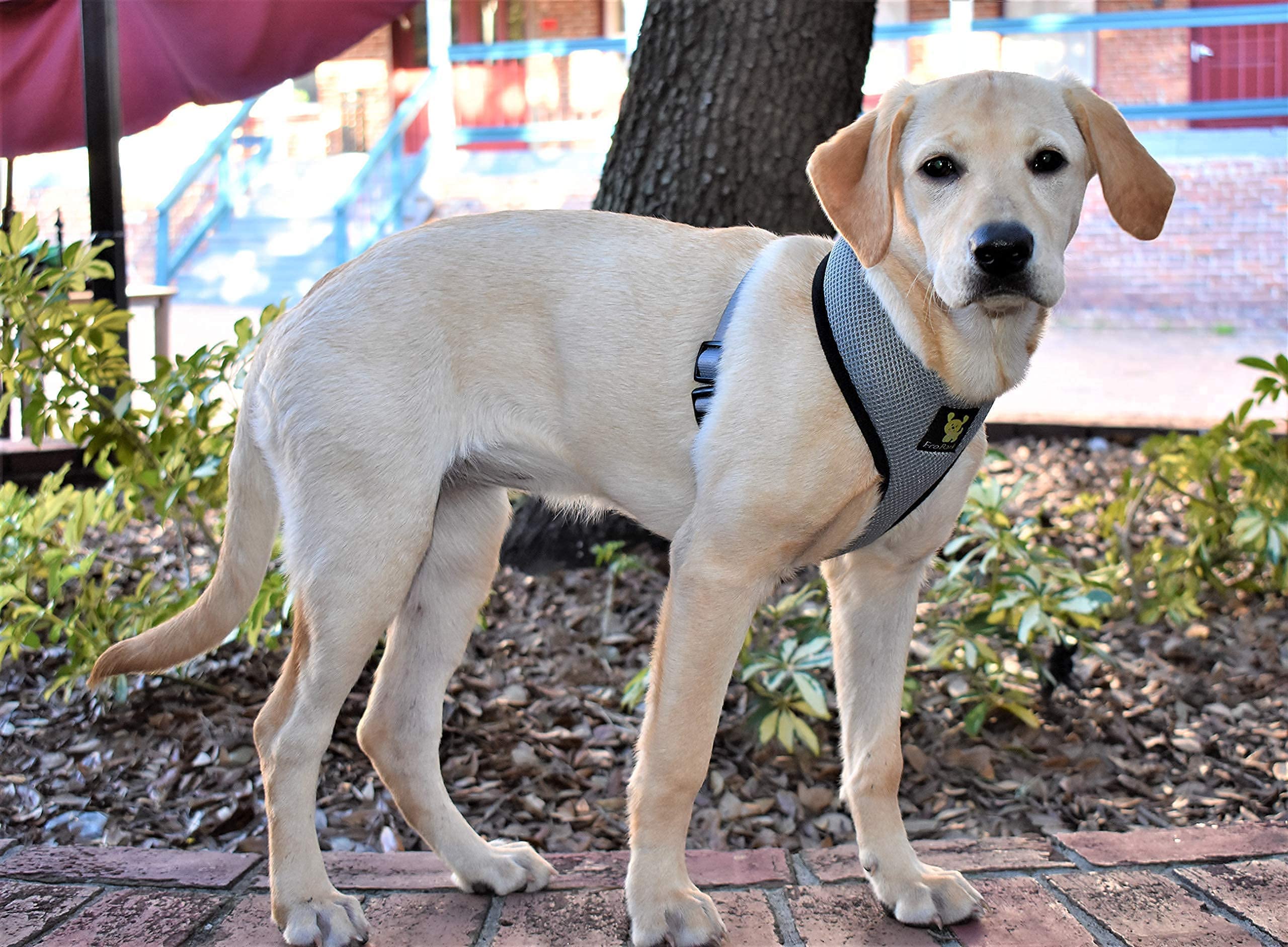 US Service Animals The Top Three Service Dog Balance Harnesses In 2018
