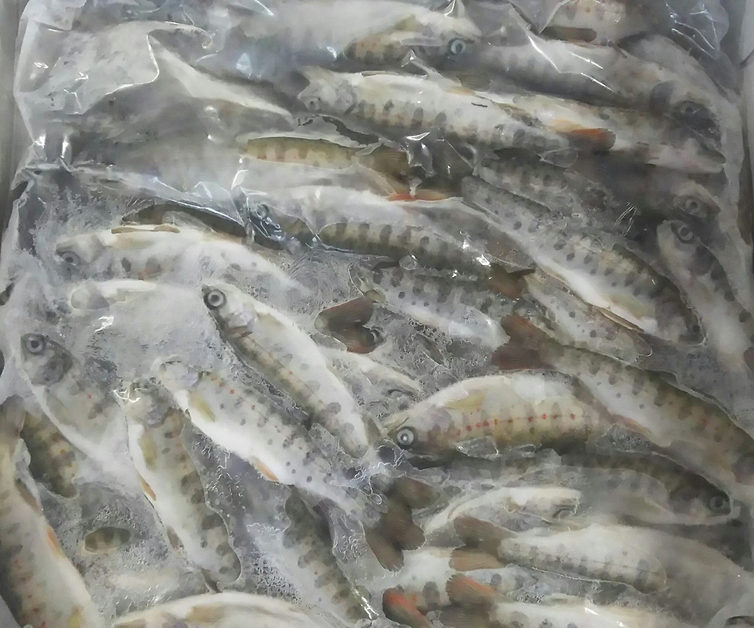 Amazon.co.jp: 国産 あまご 稚魚 1kg (約100匹） 冷凍 一級品 業務用 