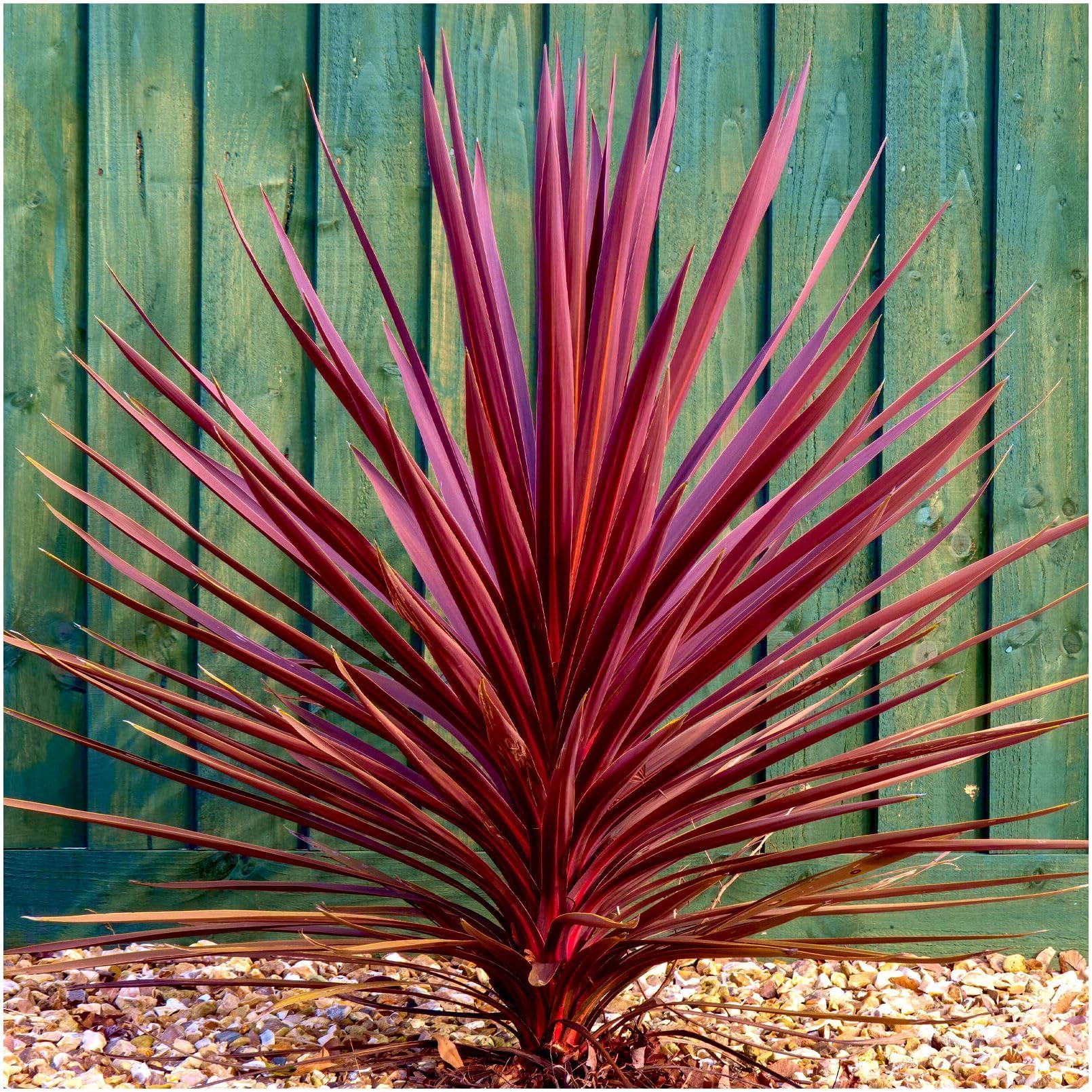GrowOn Shrubs Cordyline Australis 'Torbay Red' Cabbage Palm Tree | Evergreen Plant | Outdoor Garden Ready Plant | Summer and Autumn Flowering | Cream Flowers