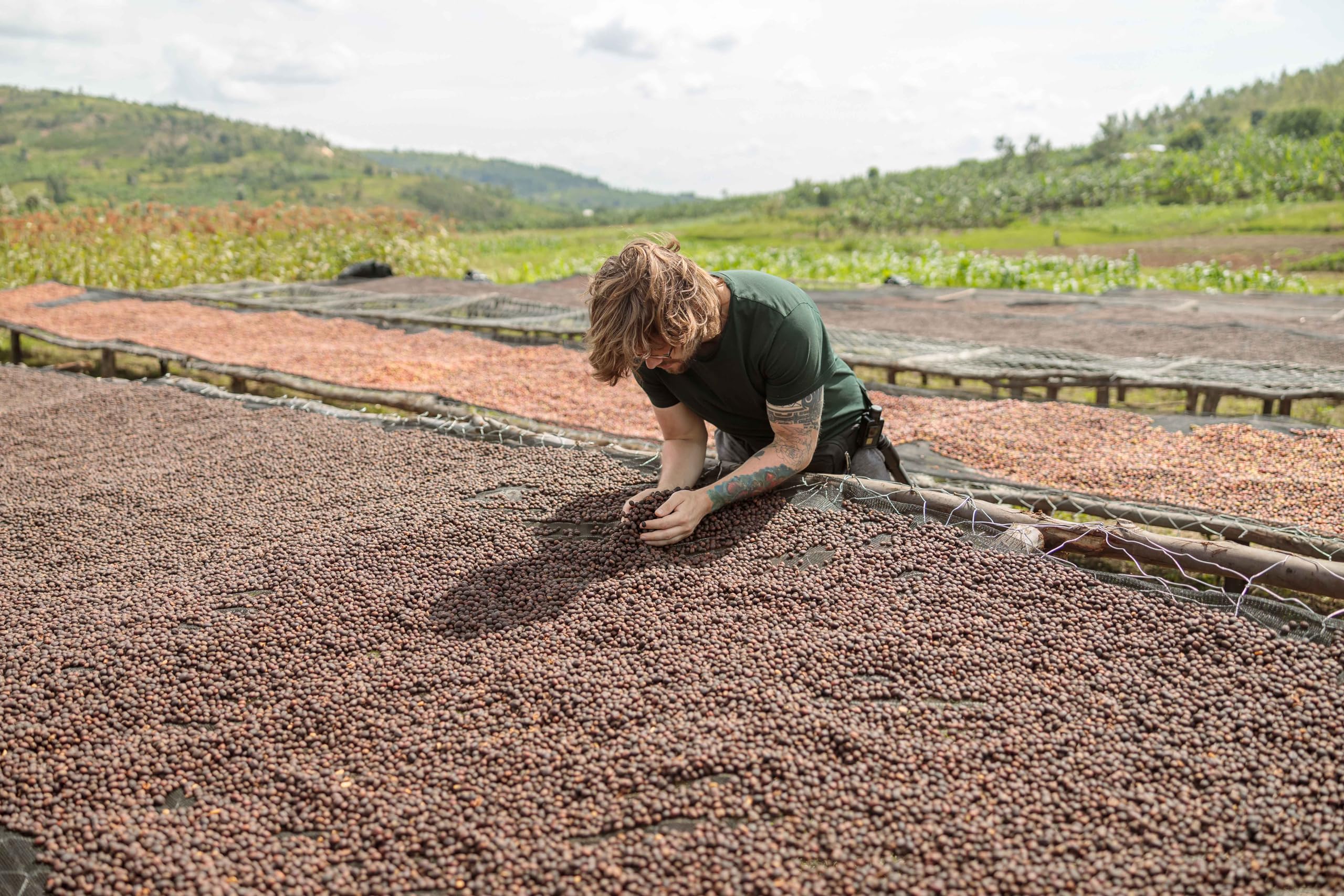 NIK CAFE' - Miscela Classica - caffe in grani tostato. Sua Eccellenza la robusta. 100% Robusta