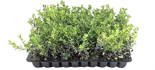 Miniatura 1 de Boj japonés  10 plantas vivas  tamaño de maceta de 2 pulgadas  Buxus Microphylla  arbusto formal de crecimiento rápido y resistente al frío