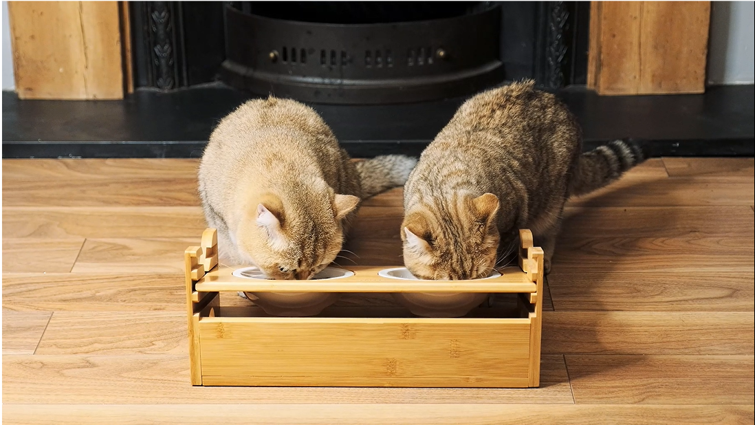 Mppchhn Bol Pour Chats Surélevé | Bol Surélevé Réglable Hauteur Avec