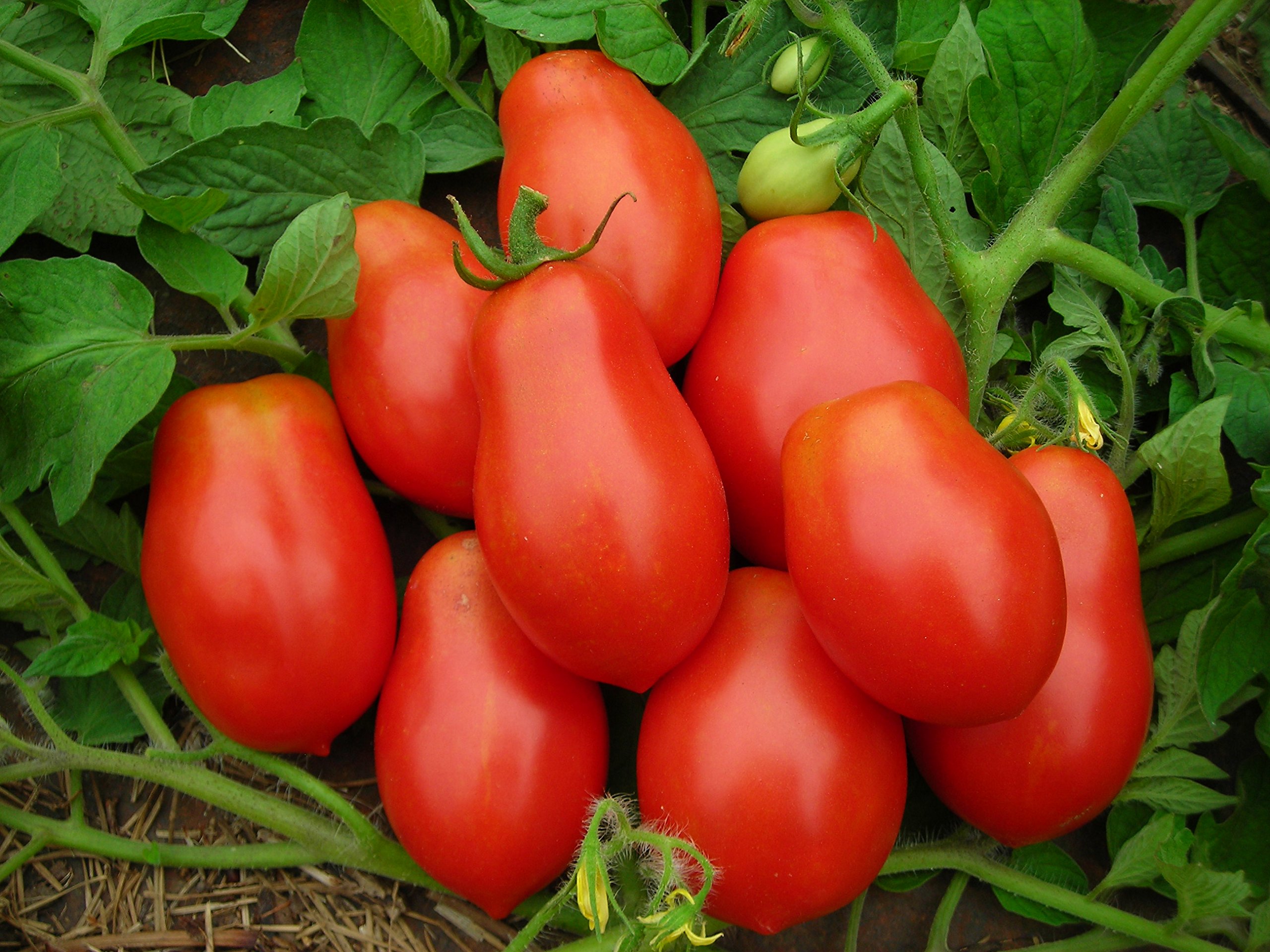 See full amazon price history chart for Creative Farmer Vegetable Seeds Oval Shape Plum Tomatoes Seeds - Tomato Oval Seeds Seeds For Summer Season Home Garden Seeds Creative Farmer Vegetable Seeds Oval Shape Plum Tomatoes Seeds - Tomato Oval Seeds Seeds For Summer Season Home Garden Seeds (B07N47JVPL) Amazon Price History, Amazon Price Tracker