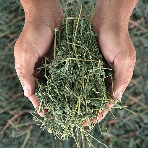 Miniatura 3 de High Desert Heno de alfalfa para conejos, cobayas, chinchillas y mascotas pequeñas, heno natural rico en proteínas para animales jóvenes en