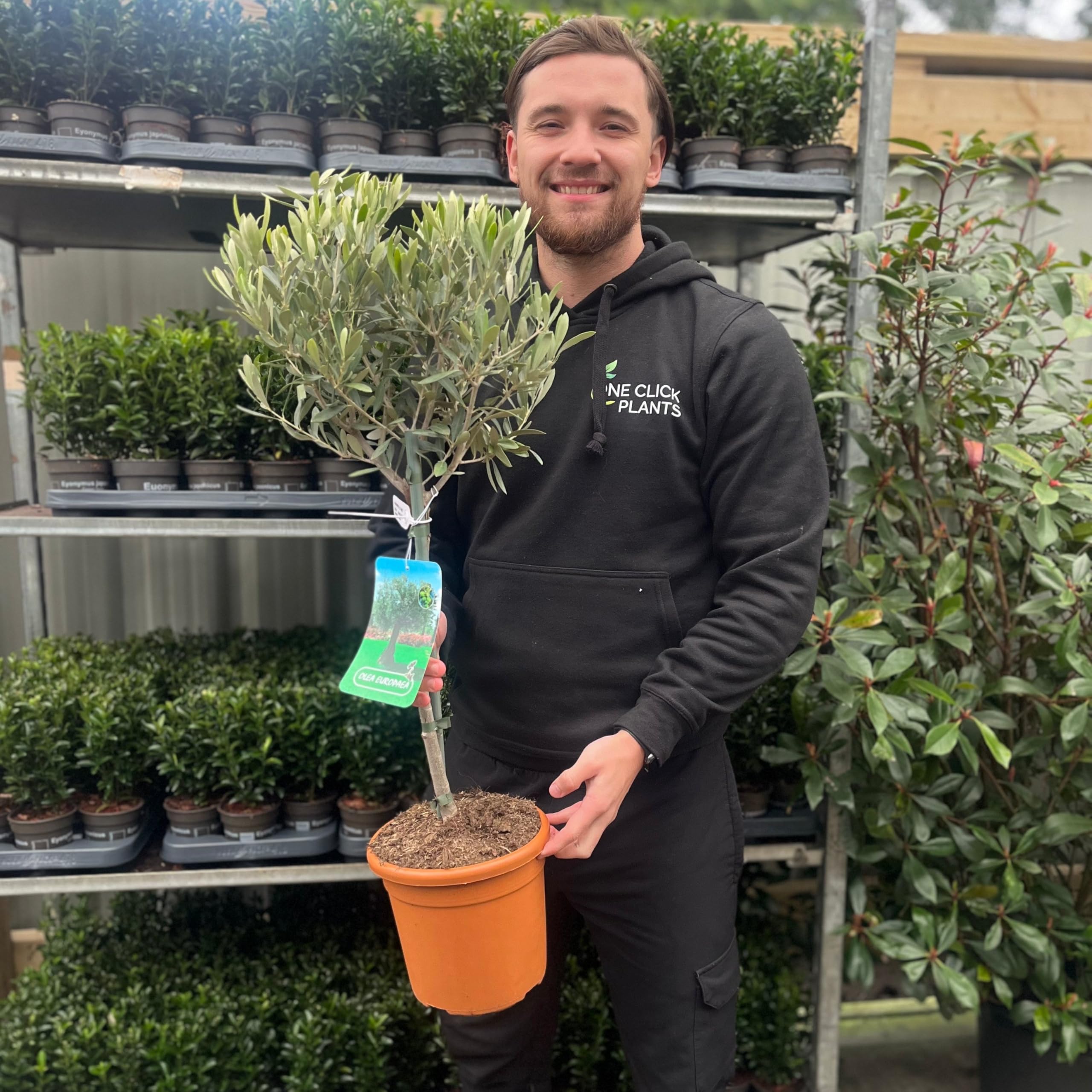 Hardy Potted Olive Tree | 80-90cm Height Including The 18cm Wide Growers Pot