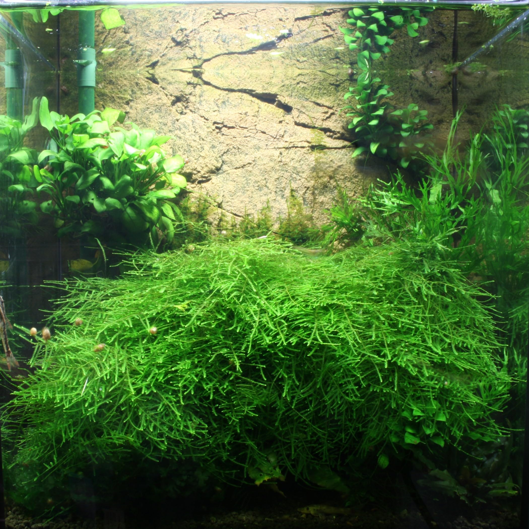 Collar Aquarium 5 l - Weißglas - Nano-Aquarium mit ultra-transparentem Glas - mit Abdeckscheibe und Unterlegmatte