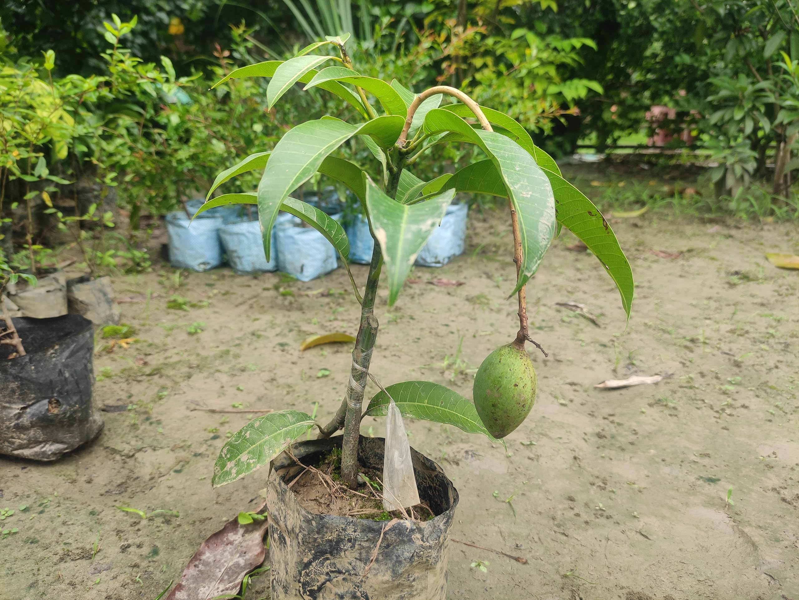 All Time Thai Variety Katimon Mango Plant Very Sweet Mango Grafted Live Plant Original Variety (B0CBYW9L1Q) Amazon Price History, Amazon Price Tracker