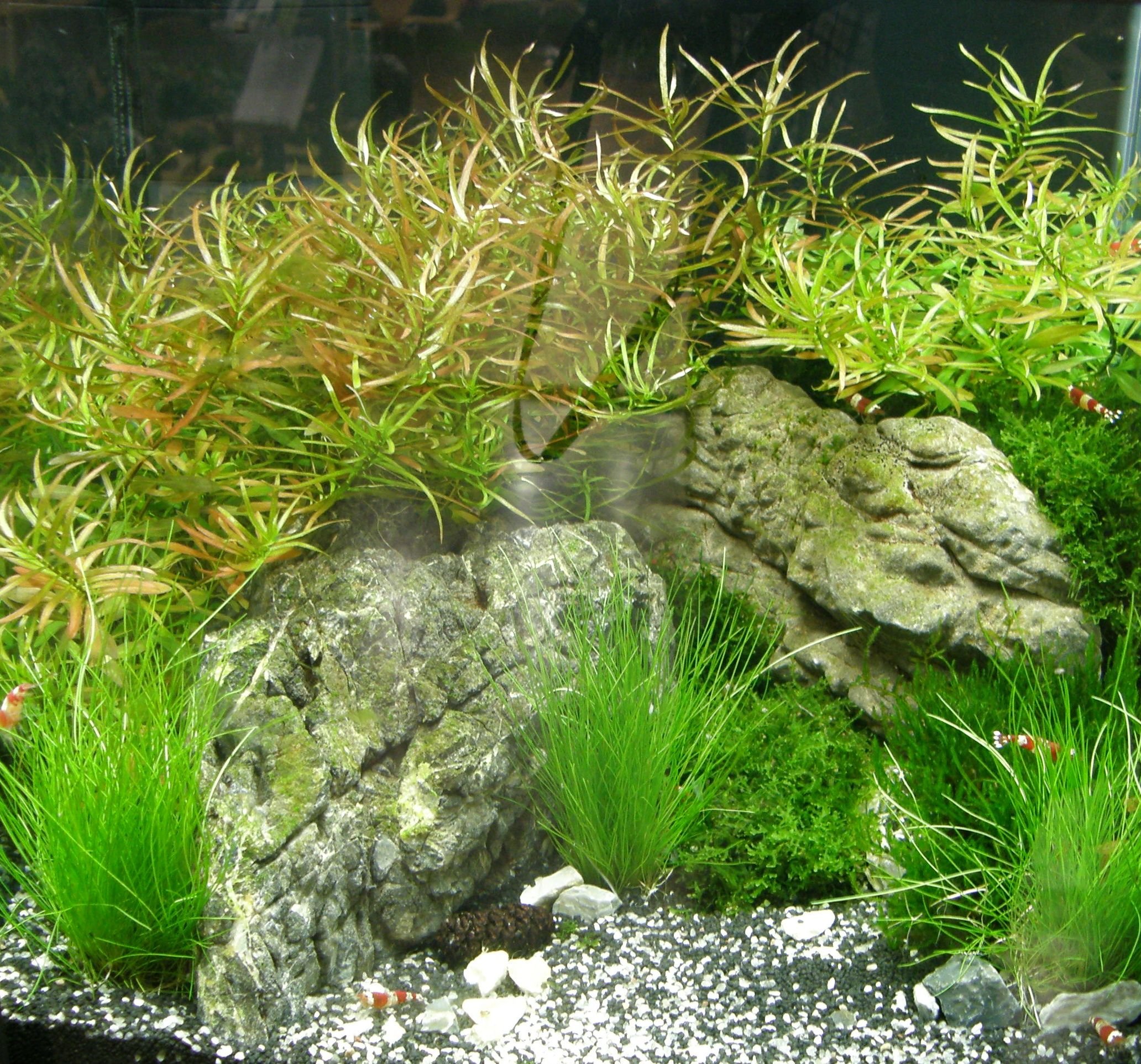 Nano VIII Set Aquarium 30-40 l Pflanzen Kies, Deko