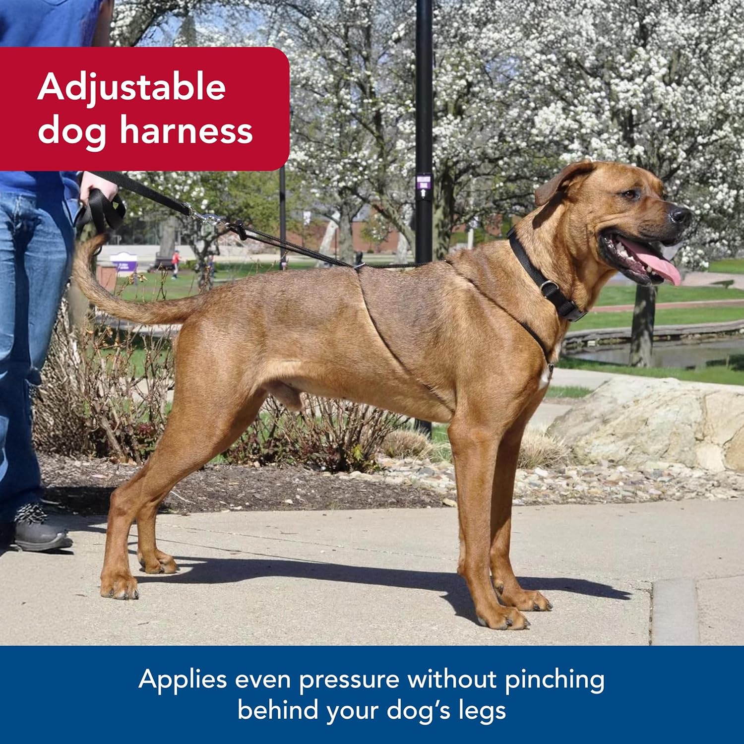 Coastal Pet Holt Adjustable Dog Control Harness - Big & Small Dog Harness - Walking Harness for Dogs - Instructions Included - Top-Grade Pet Supplies for Dogs - Black, Large (26")