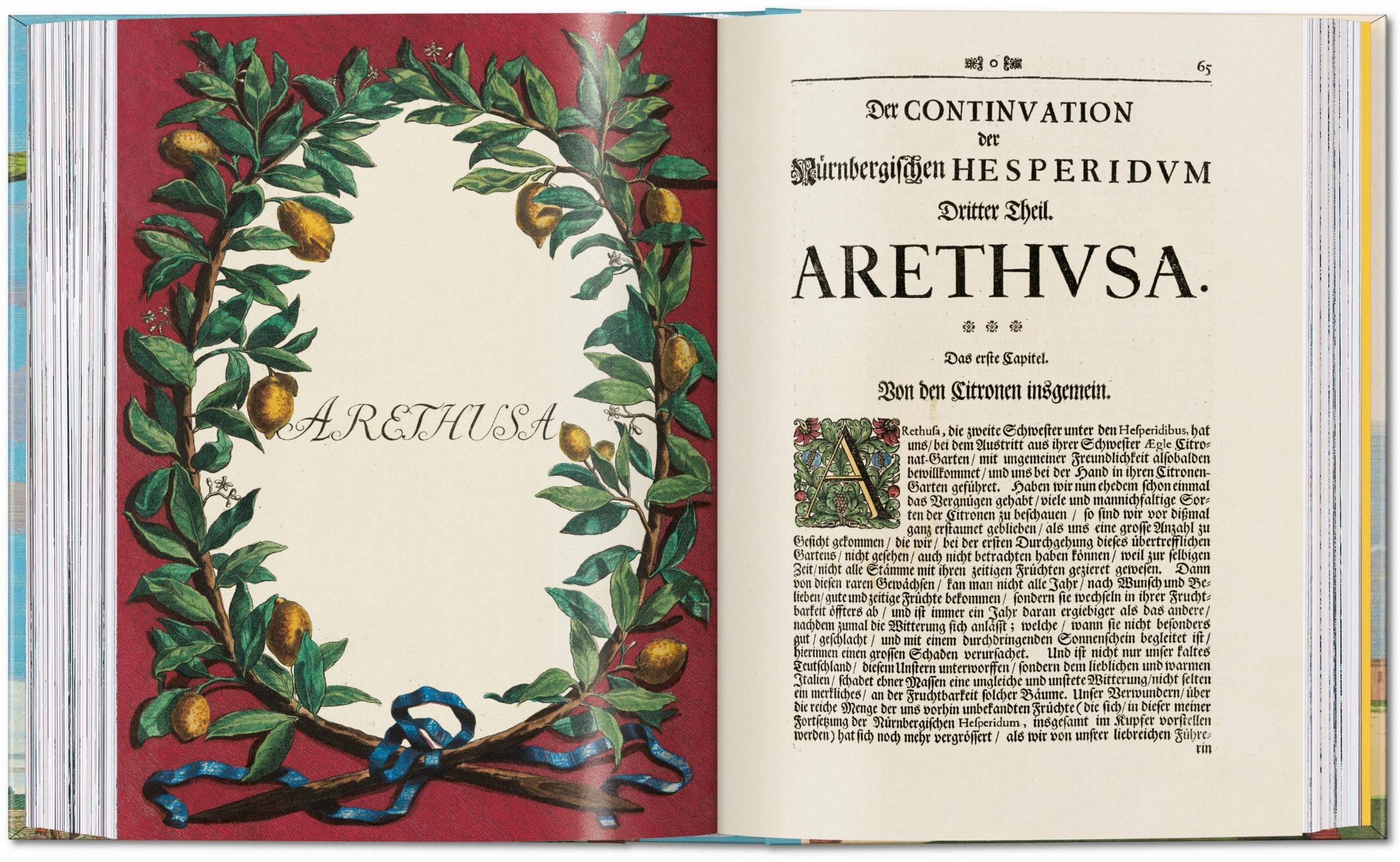 J.C. Volkamer: The Book of Citrus Fruits. 45th Ed.