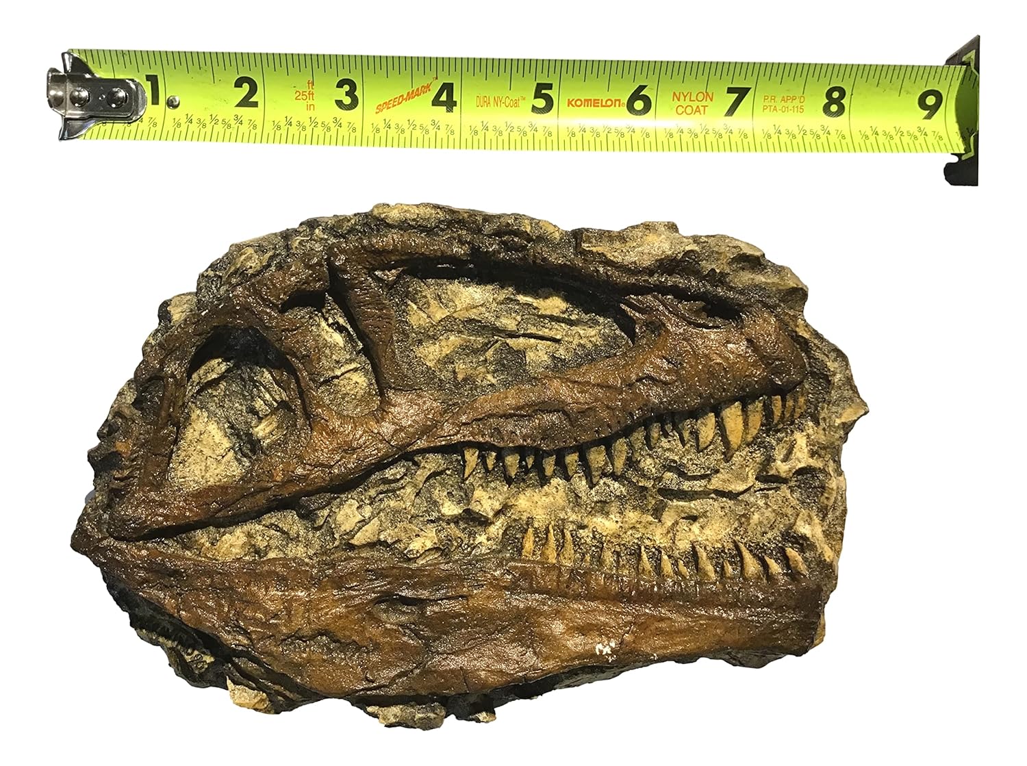 Giganotosaurus Dinosaur Skull Model Relief Profile - 8" Plaque or Wall Hanging - Bonus Real Spinosaurus Dinosaur Tooth - Display Piece by Dinosaurs Rock