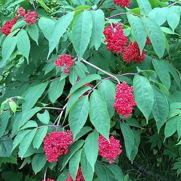 Red Elderberry Seeds Sambucus racemosa 50 Seeds