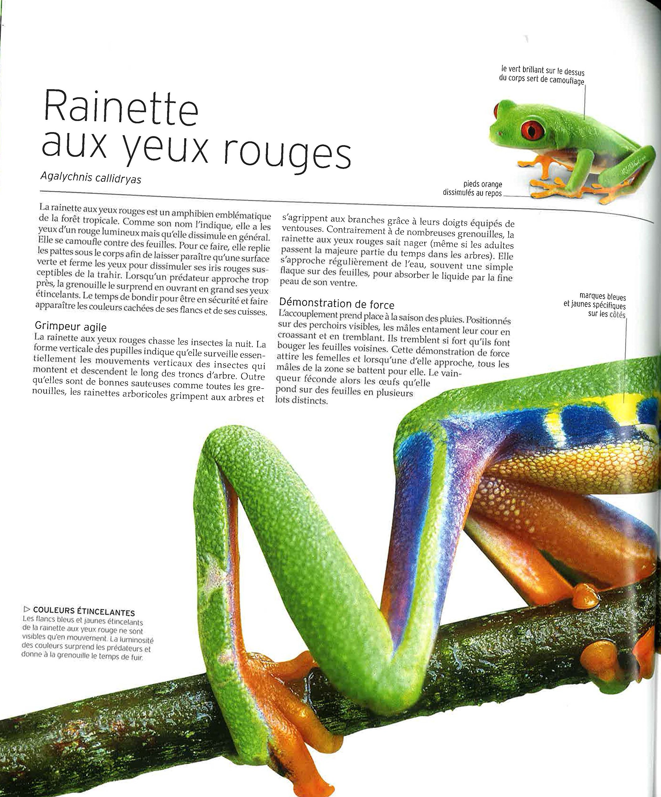 Vie sauvage: Encyclopédie visuelle des animaux, continent par continent