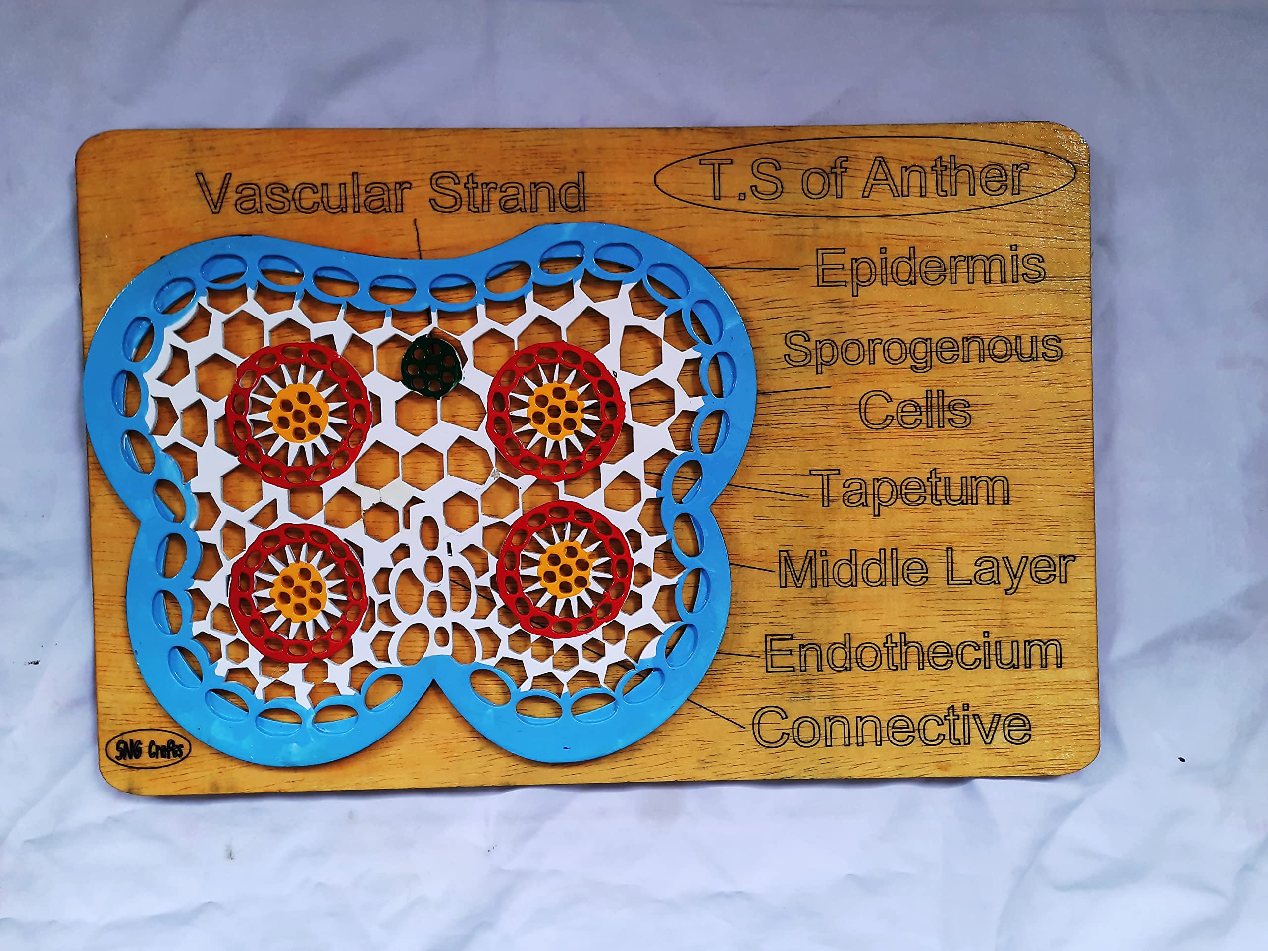 T.S of Anther (Wooden Model of T.S of Anther-picture-18