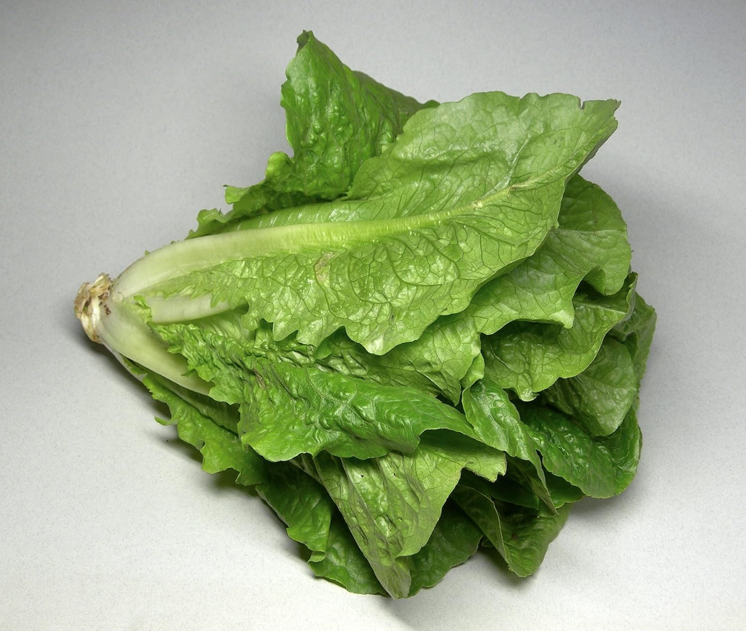 Bulk Organic Romaine Lettuce Seeds (10 LB)