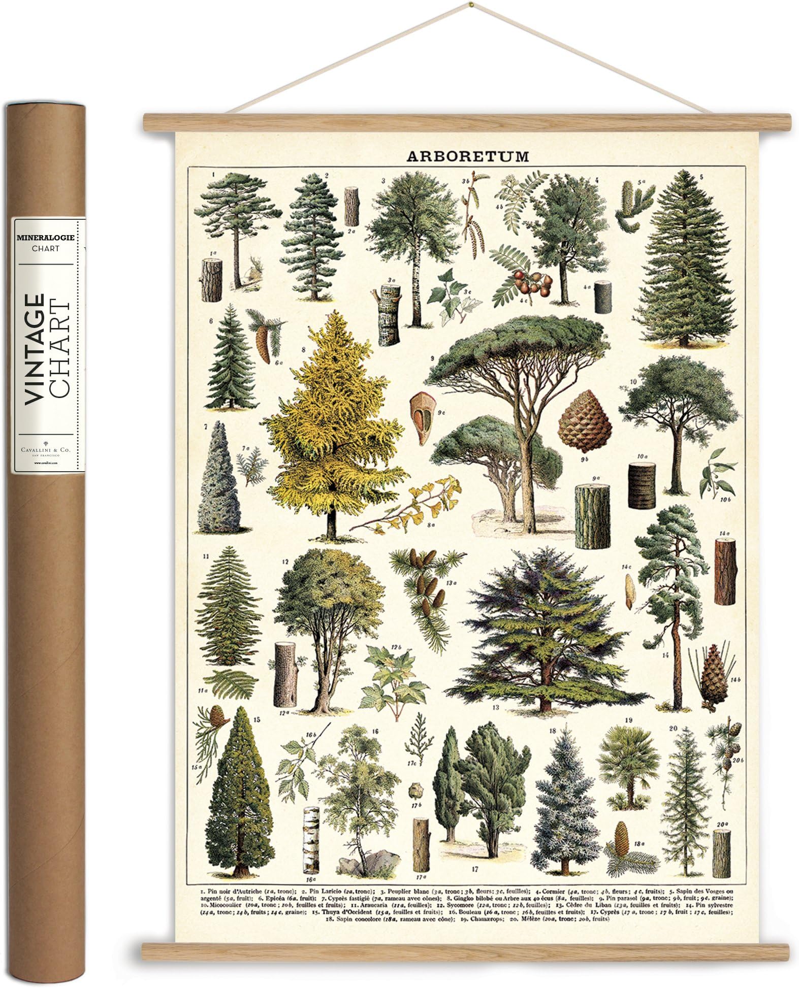 Cavallini Papers & Co. Cavallini Vintage Arboretum Hanging Poster Kit, Multi