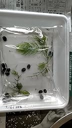 Amazon Co Jp カスタマーレビュー 石巻貝 イシマキガイ10匹 補償3匹 生体