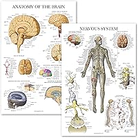Vista 1 de Palace Learning Paquete de 2 pósteres de anatomía del sistema nervioso y del cerebro, juego de 2 gráficos anatómicos, laminados de 18 x 24 pulgadas