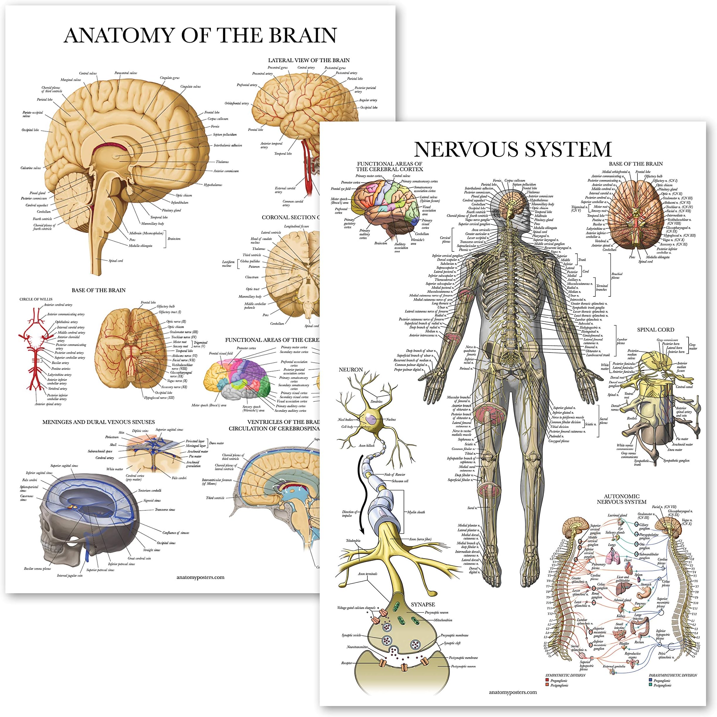 Palace Learning 2 Pack - Nervous System & Brain Anatomy Posters - Set of 2 Anatomical Charts - Laminated 18" x 24"