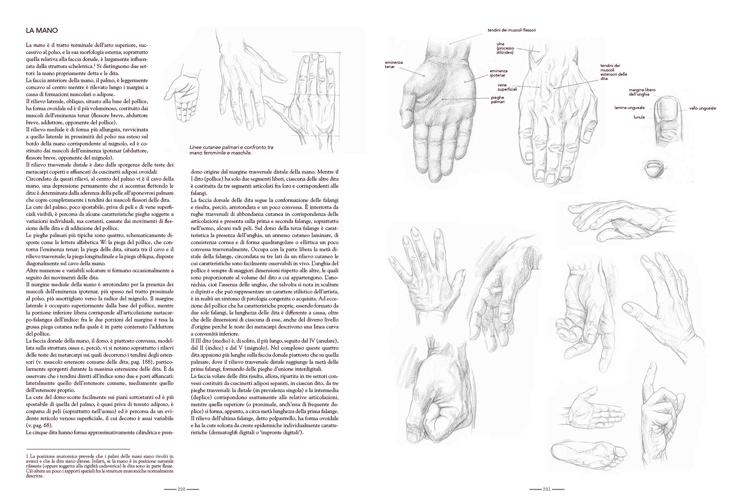Anatomia per l'artista