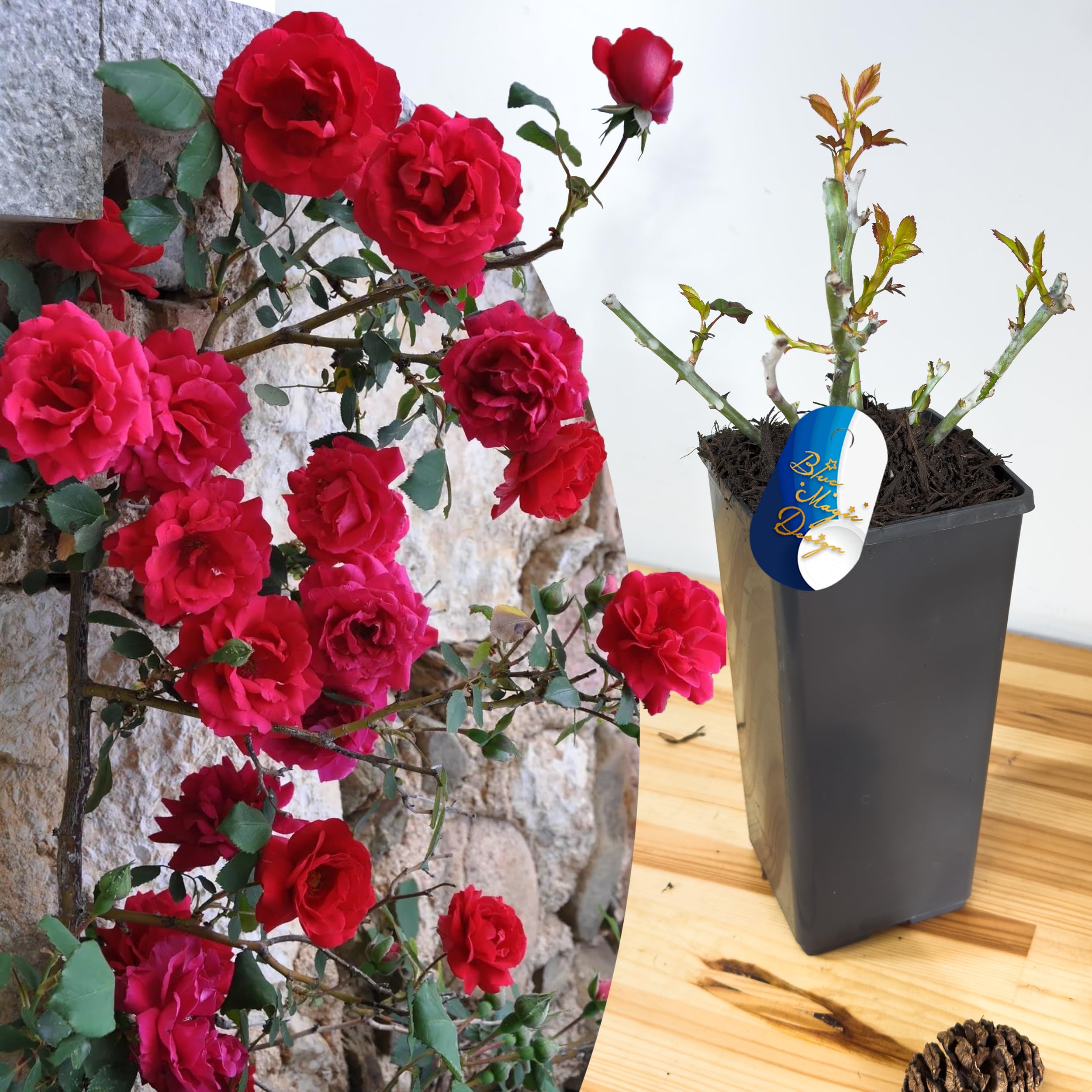 Mature Plant Paul Scarlet Red Climbing Rose in 2L Pot: Well-Developed Roots, Ideal for Garden Trellises, Pathway Hedging, and Vertical Garden Displays