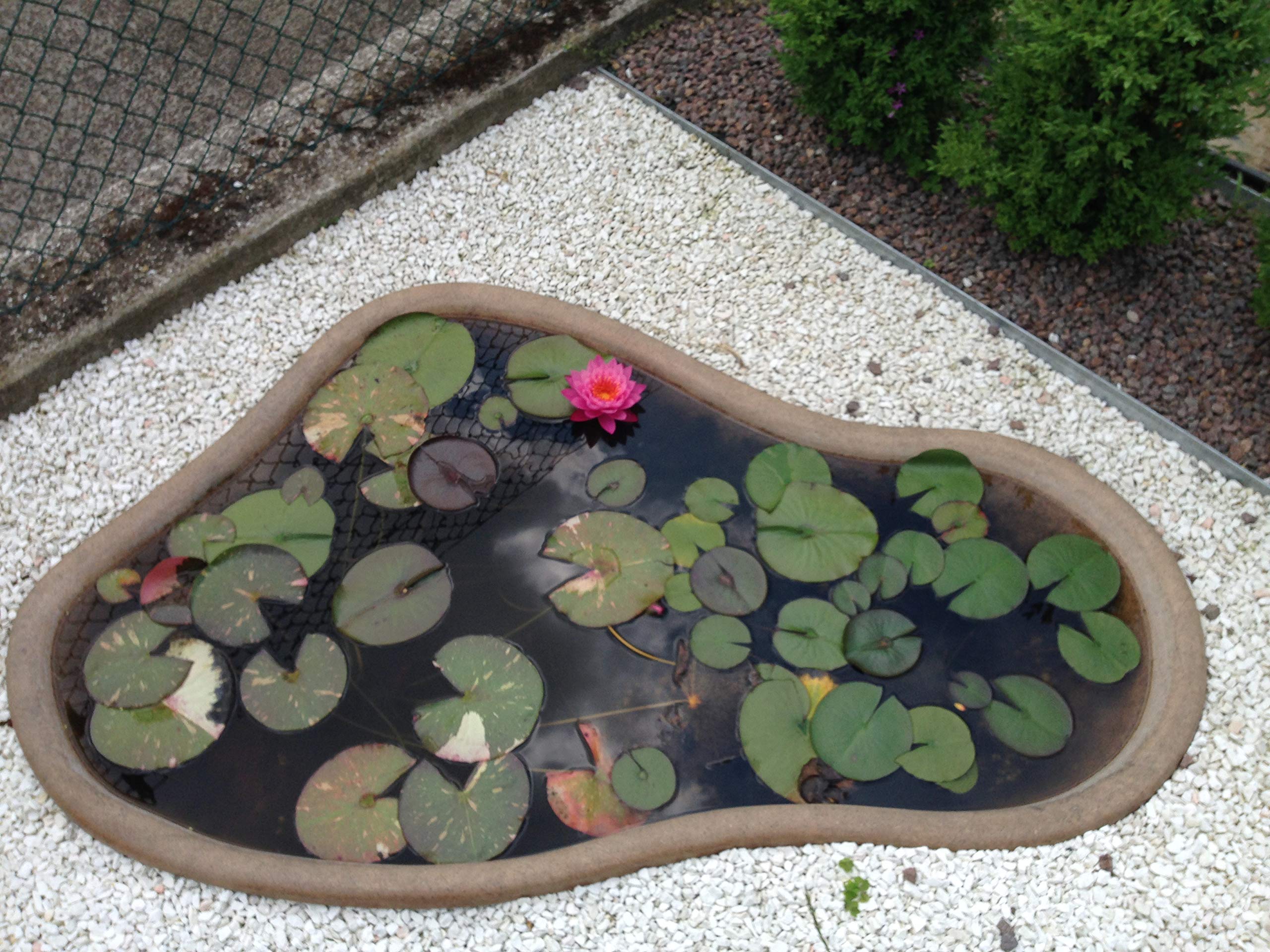 Giardini d'Acqua Kit Laghetto da Giardino Vetroresina 157 x 102 Effetto Naturale MOD. Caraibi + Filtro Interno Uvc 1500 Stagno Artificiale 260 Lt Pompa Inclusa Vasca Piante Pesci