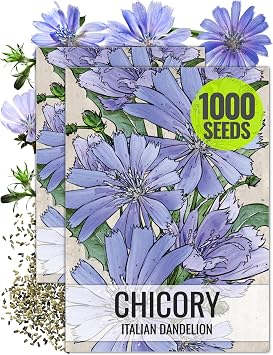 Seed Needs Chicory Seeds to Plant Italian Dandelion Blue Flowers 2 Packs