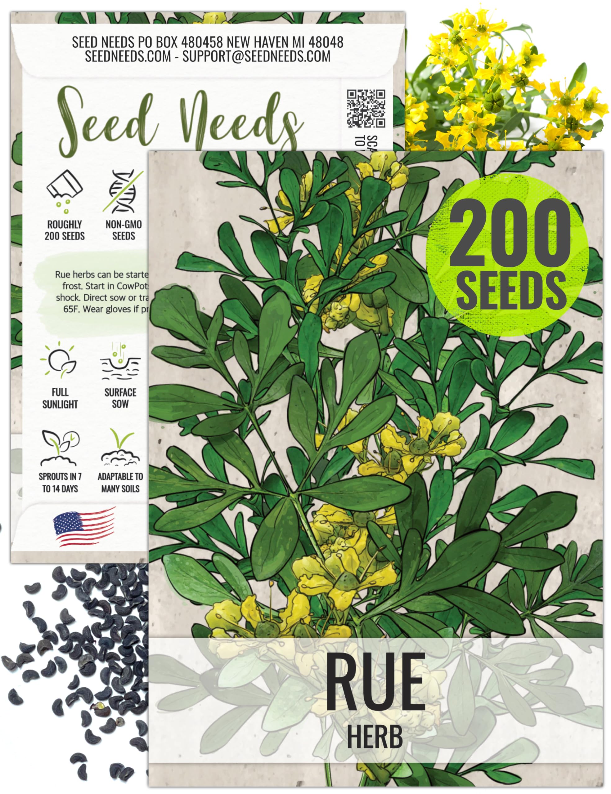 Seed Needs Rue Seeds for Planting - Non-GMO Heirloom & Untreated Perennial Herb Seed to Plant a Home Grown Medicinal Garden Indoors or Outdoors (1 Pack)