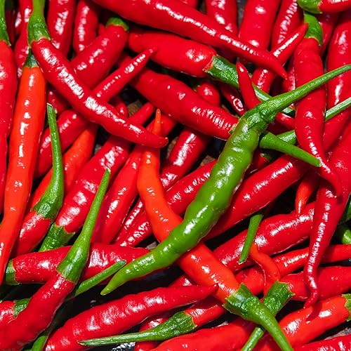 Miniatura 4 de The Old Farmer's Almanac Organic Cayenne Pepper Seeds (Long Slim) - Approx 30 Seeds - Certified Organic, Non-GMO, Open Pollinated, Heirloom