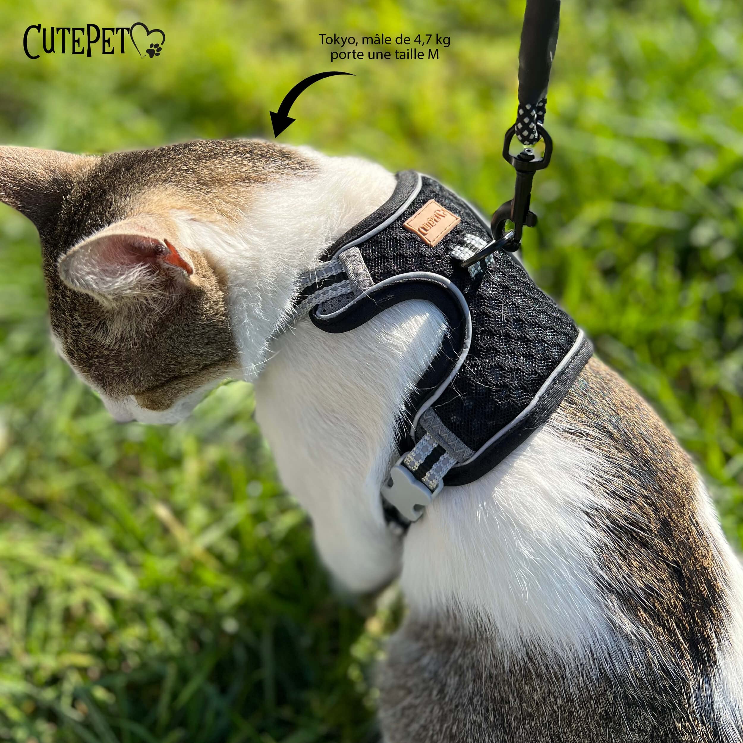 CutePet - Anti-Escape Harness for Kitten Adult Cat, Puppy, Small Dog, Rabbit with Cat Hair Glove, Black - Image 2