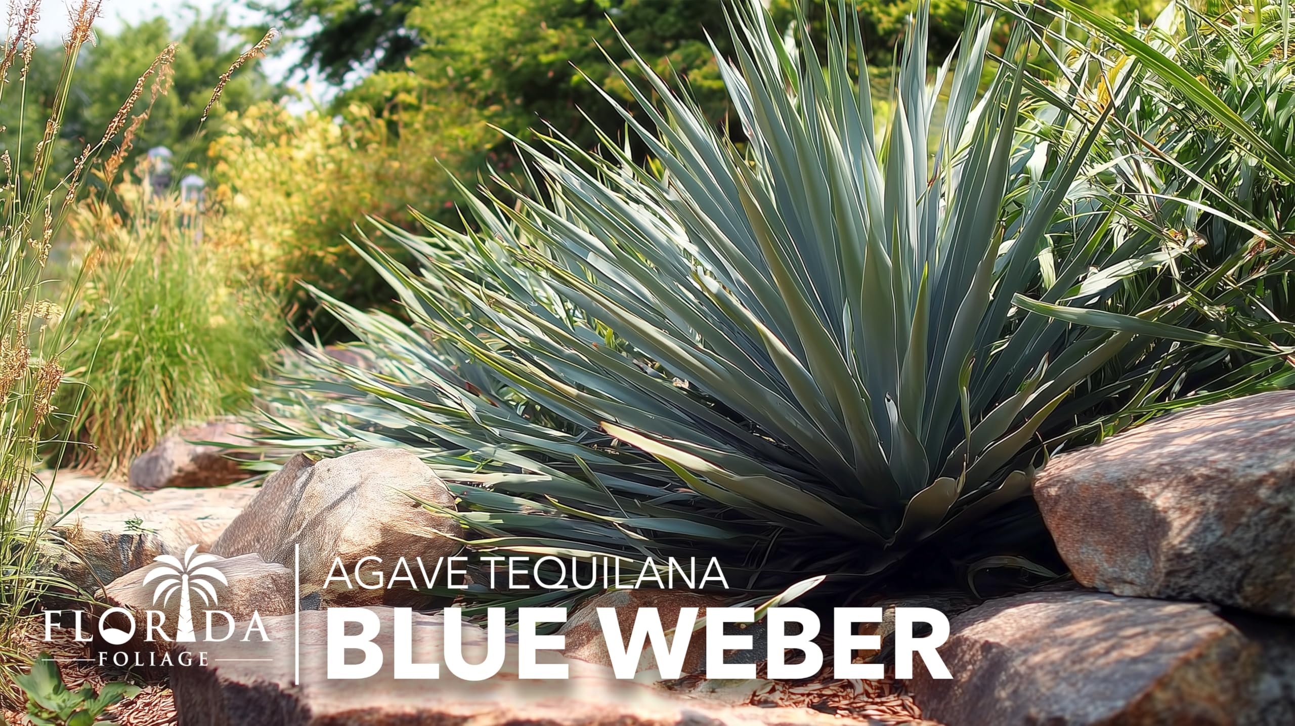 Amazon.com : Agave Tequilana | Live Small Size Plant | Blue Weber Tequila  Succulent, Fast Growing, Drought Tolerant, Low Maintenance, Full Sun, Ideal  Xeriscaping, Hardy Ornamental Foliage, Indoor or Outdoor Use :