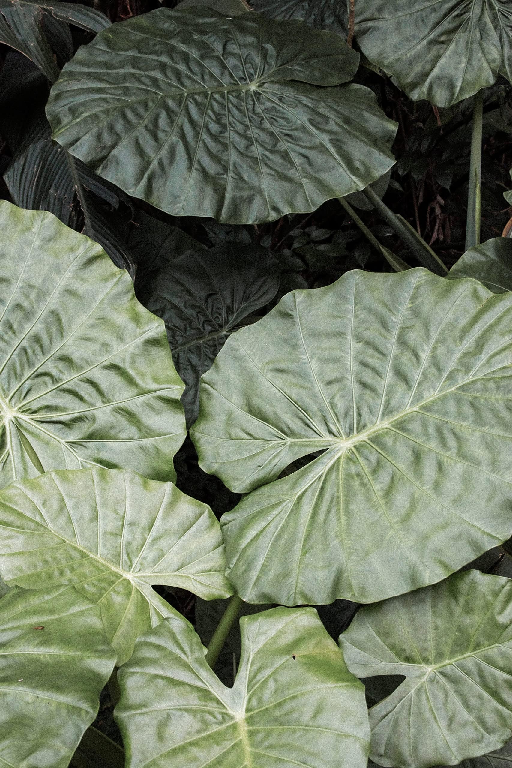 Outdoor indoor Colocasia Esculenta Elephant Ear Taro Plants pack of 1