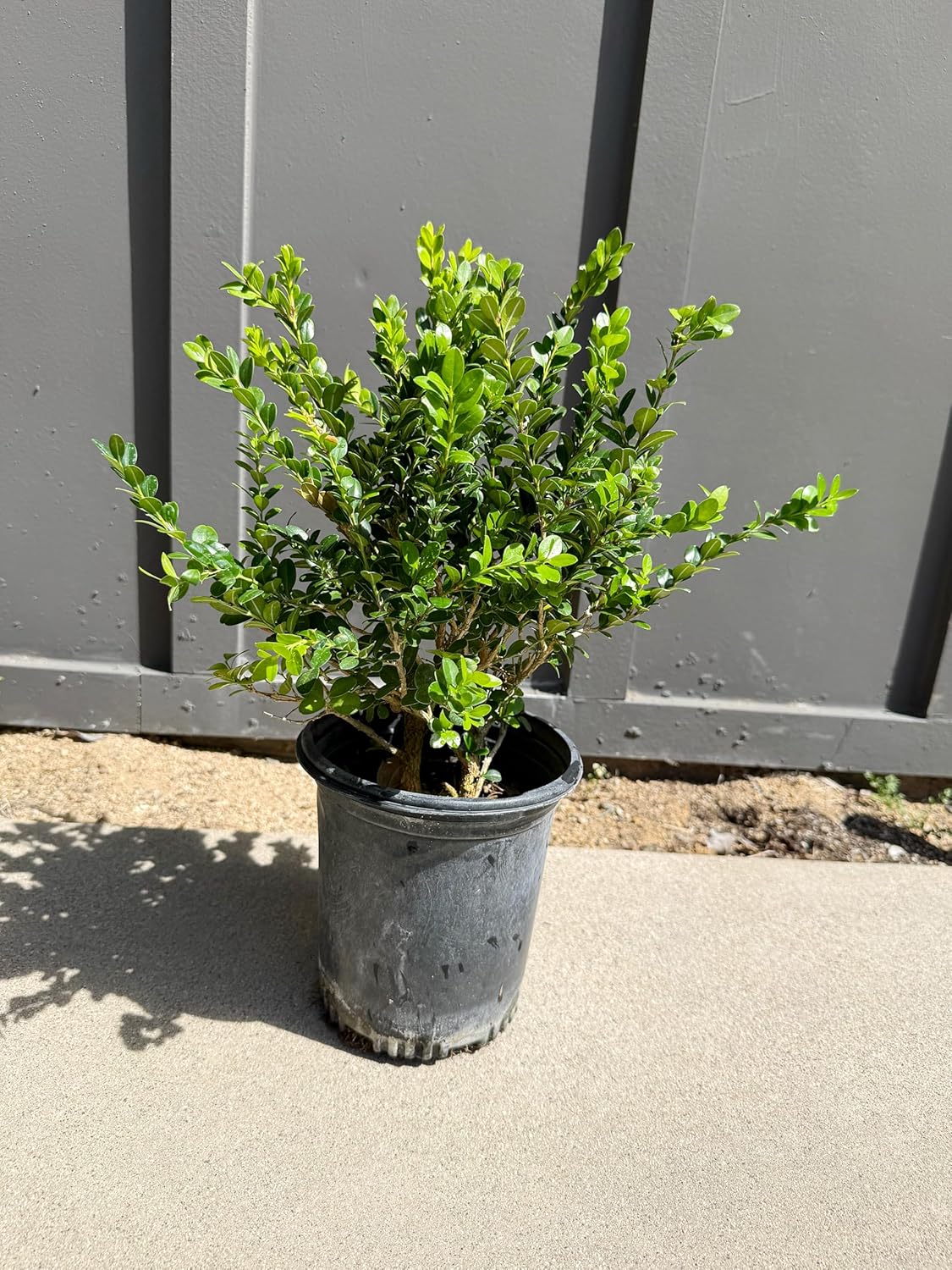 My Shelfie – Green Beauty Boxwood (Buxus microphylla ‘Green Beauty’), 1-Gallon Live Evergreen Shrub for Hedges, Borders, Topiary, and Outdoor Landscape Décor (3)