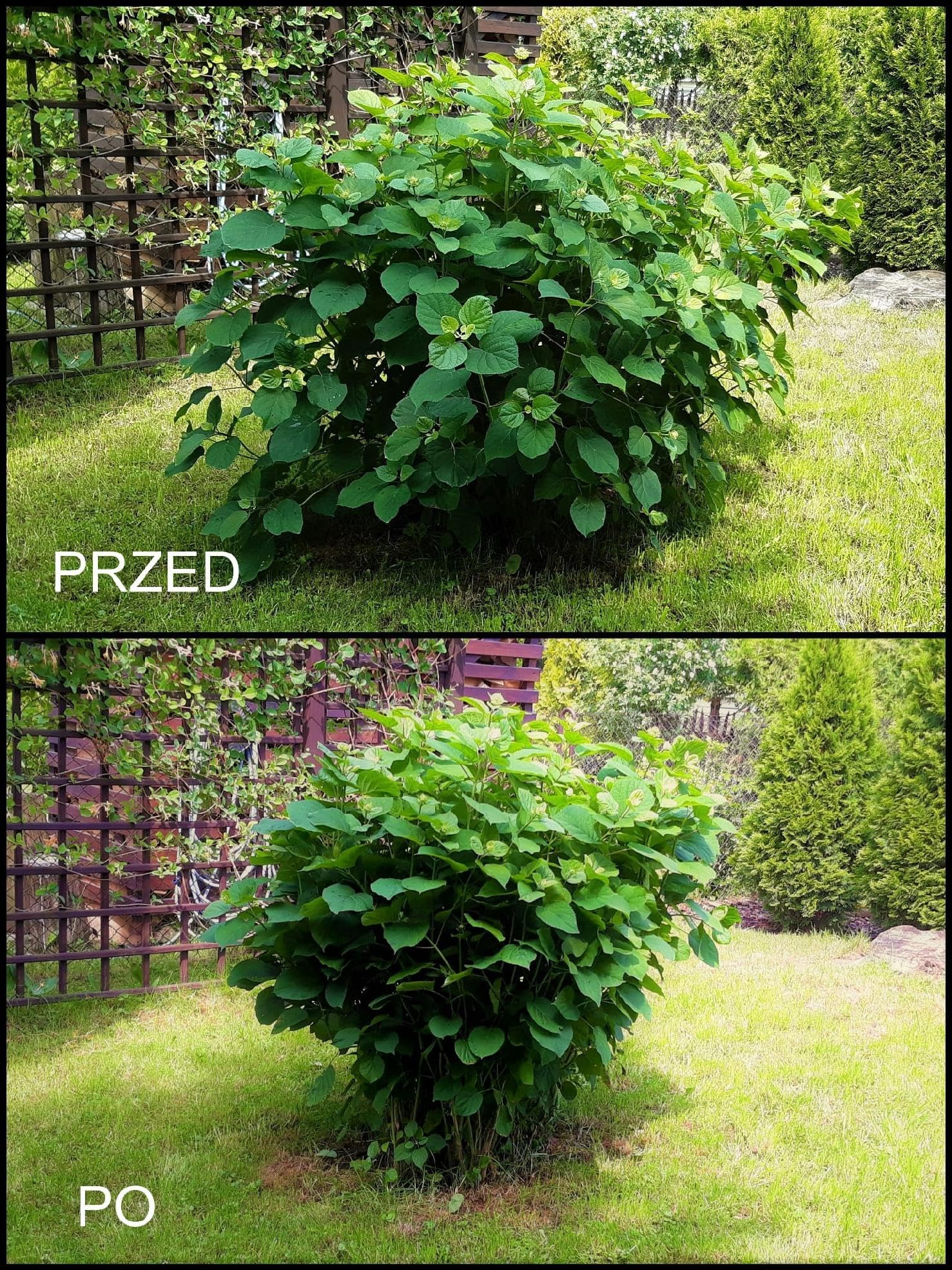 ARPON Podpórka do krzewów, kwiatów i roślin pnących, 10 sztuk, klipsy do roślin, zaciski do roślin o średnicy 21,5 cm, regulowany uchwyt