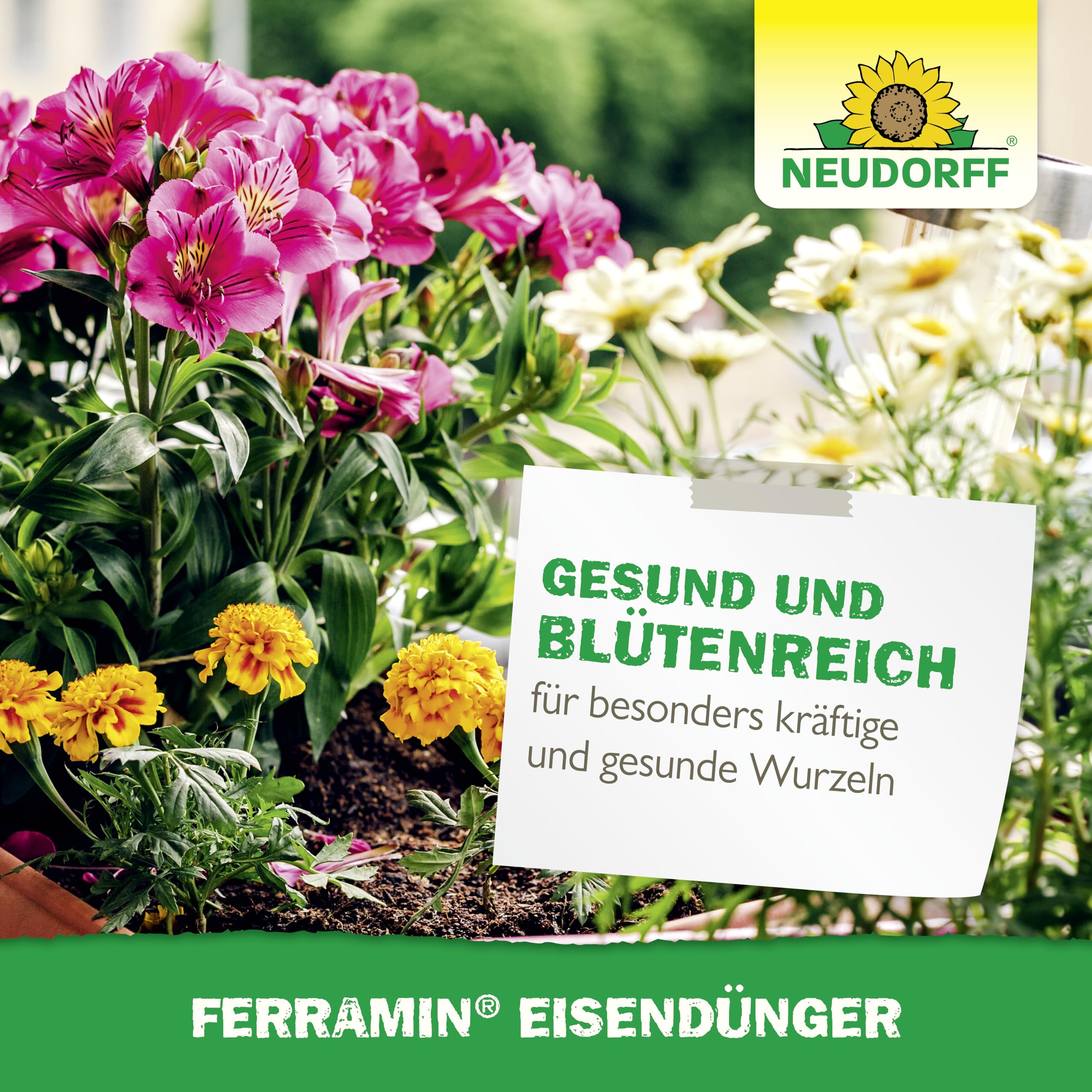 frauenfarn zimmerpflanze Adiantum raddianum