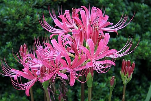 Amazon リコリス球根 美しい色は 中庭でも部屋でも 消費者に人気があり とても美しく見えます ピンク 25球根 花 Amazon リコリス球根 美しい色は 中庭でも部屋でも 消費者に人気があり とても美しく見えます ピンク 25球根 花