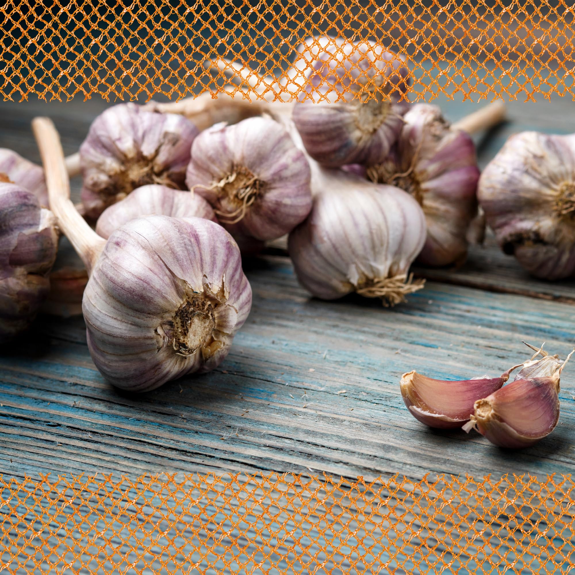 FLORTUS Elefantenknoblauch - XXL Winterpflanzknoblauch 3 Zehen