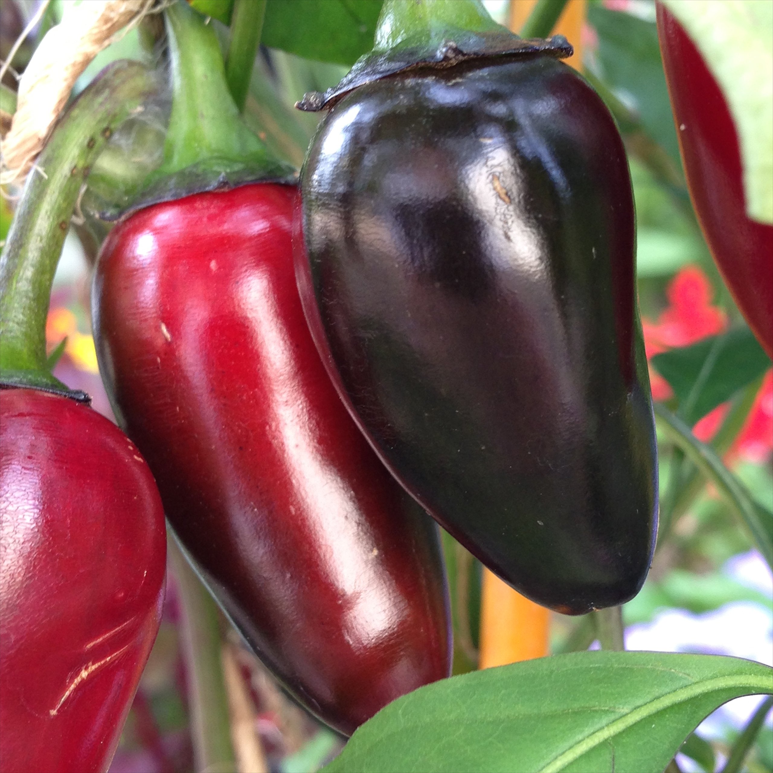 Amazon.com : Wayland Chiles Black Hungarian Pepper Seeds : Patio, Lawn &  Garden