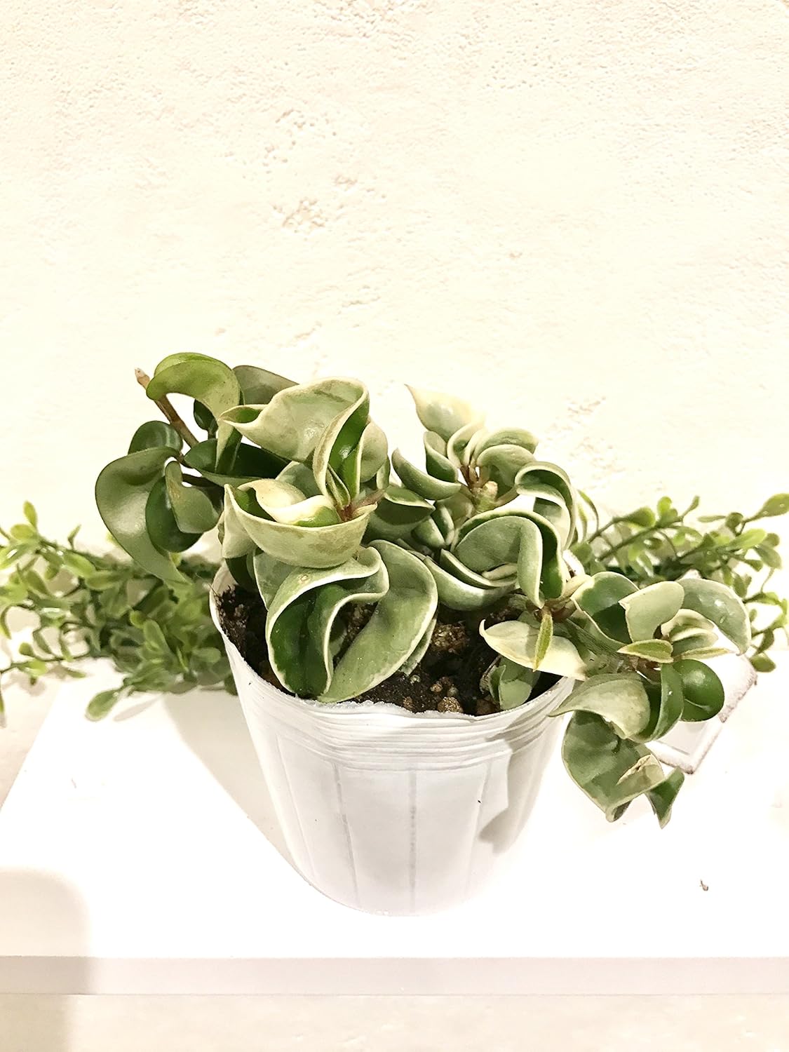 Amazon 多肉植物 ホヤ カルノーサ コンパクタ バリエガータ 観葉植物 オンライン通販