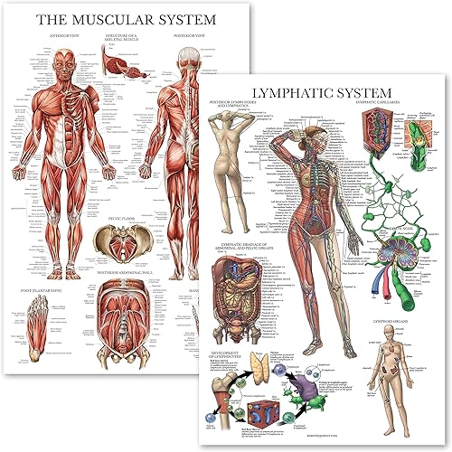 Palace Learning Paquete de 2 pósteres anatómicos del sistema muscular + tabla de anatomía del sistema linfático