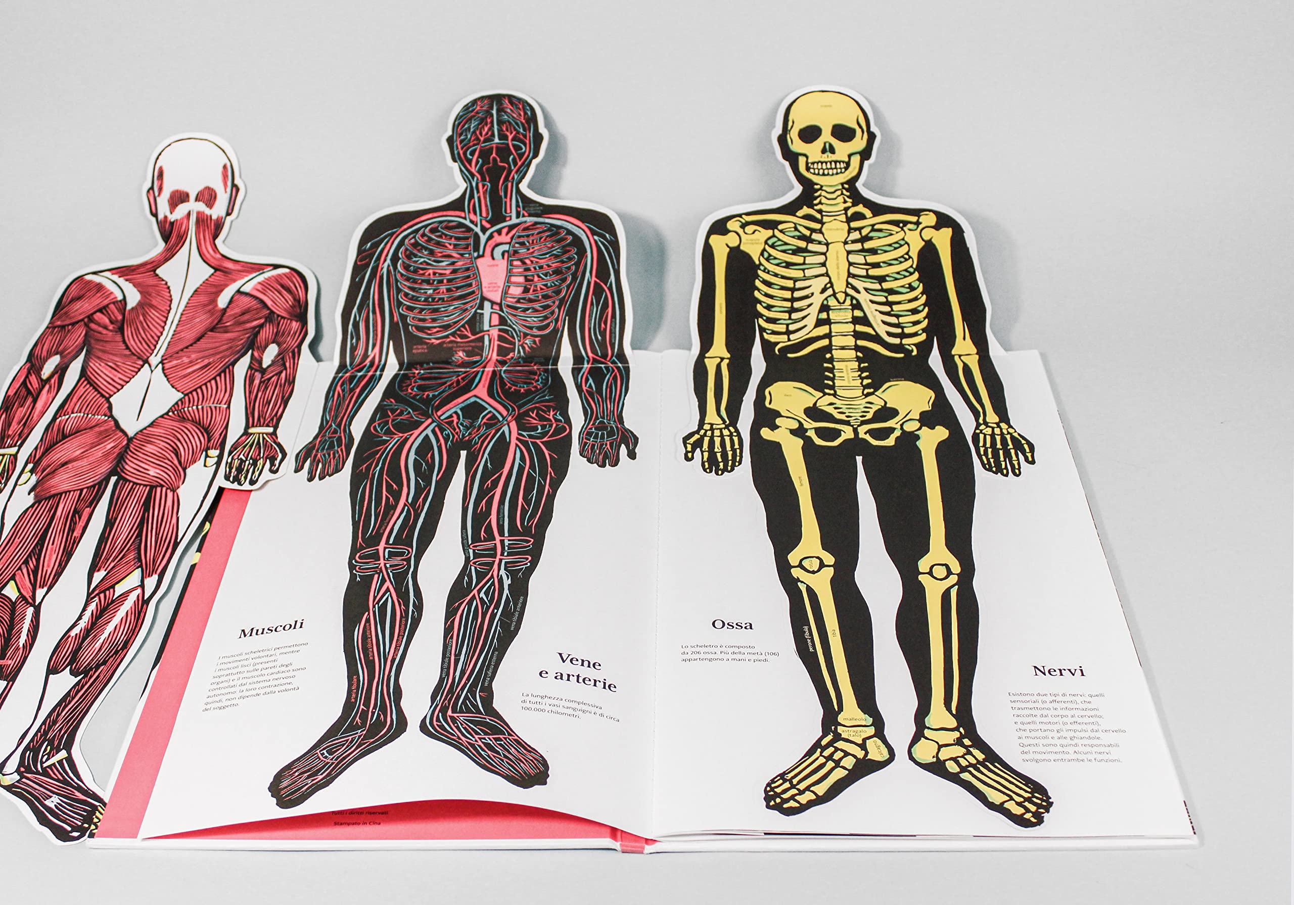 Il corpo umano. Ediz. a colori