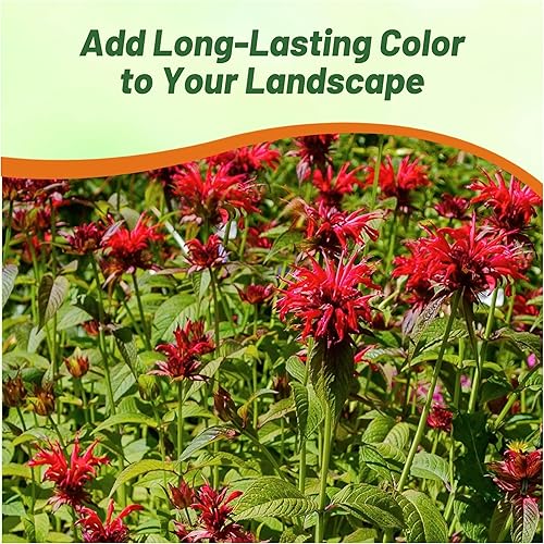 Miniatura 4 de Outsidepride Semillas de bálsamo de abeja escarlata, 500 piezas perennes, fáciles de cultivar y aptas para polinizadores, semillas de flores Monarda