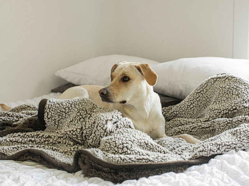Amazon.com : Pet Parents PAWTECT Blanket Waterproof Premium Dog