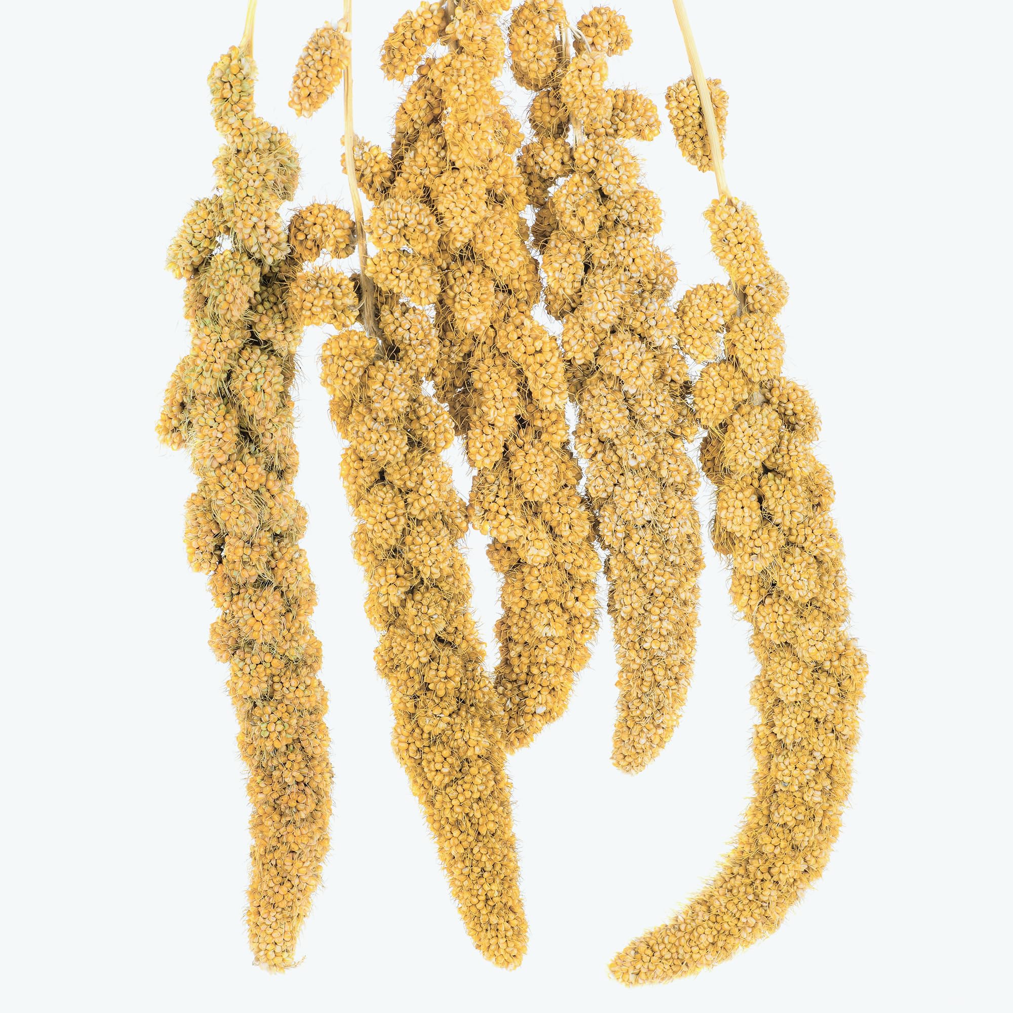 BUCATSTATE Sun-Dried Spray Millet Birds, Healthy Millet Treats for Parrots Cockatiel Lovebird Parakeet, GMO-Free Birds Millet - 16oz