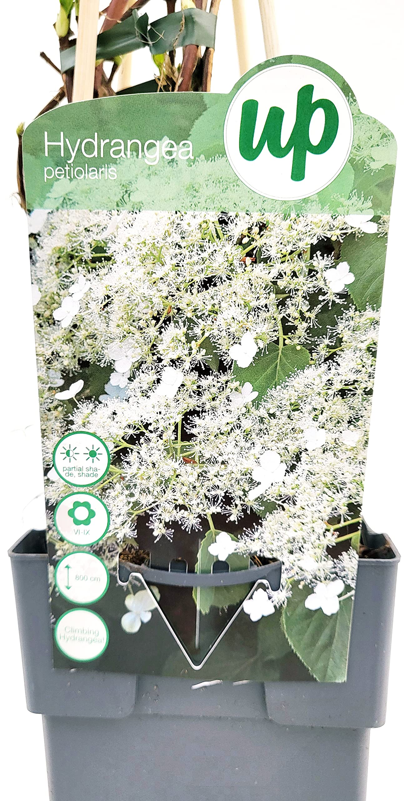 POWERS TO FLOWERS - HIDRAGEA PETIOLARIS, ORTENSIA RAMPICANTE, 2 PIANTE, piante vere