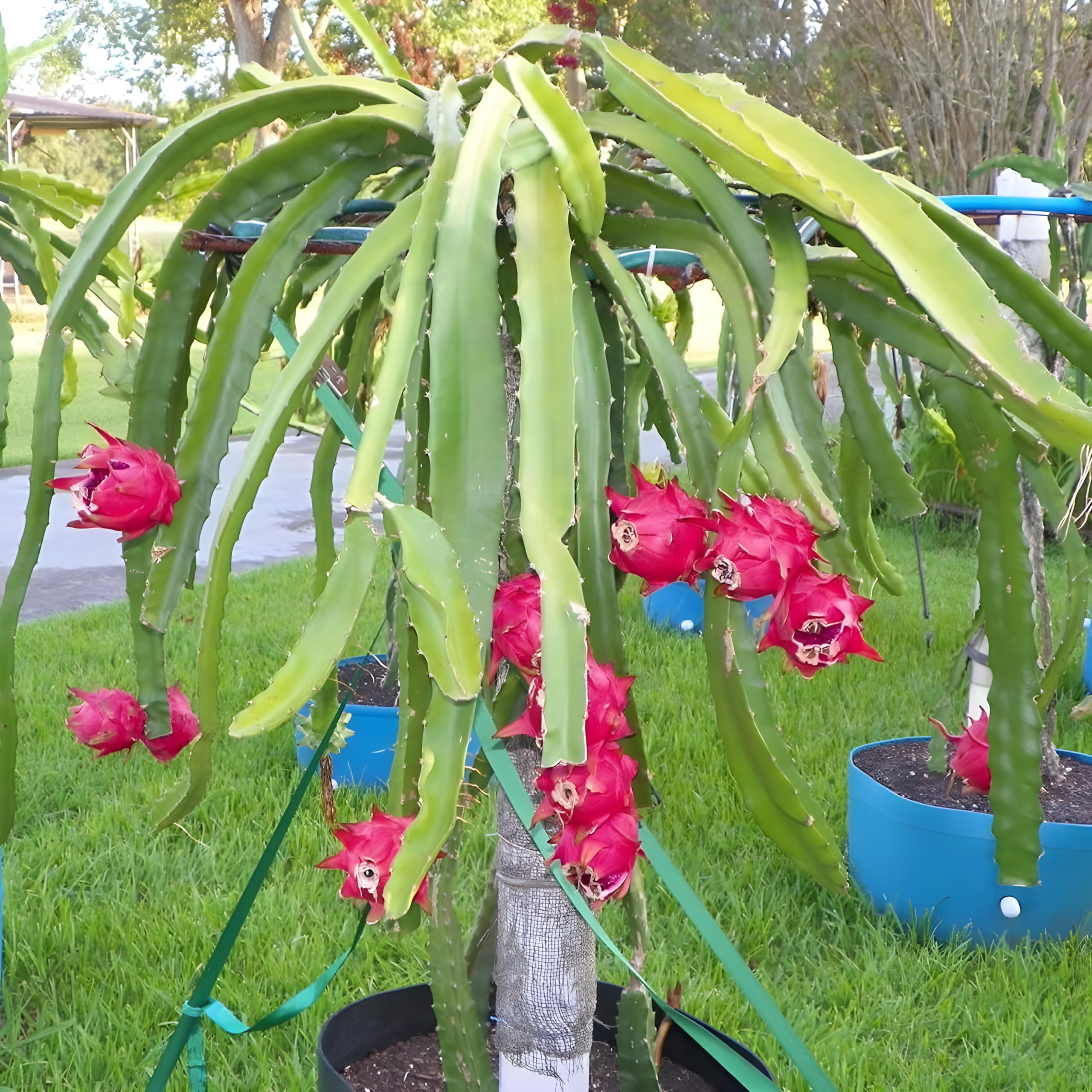 Dragon Fruit Live Plant with Pink Outer Skin/Exotic Pitaya Plant/Easy to Grow Variety for Pot Growing and Home Garden Use, Pack of 1-image-41